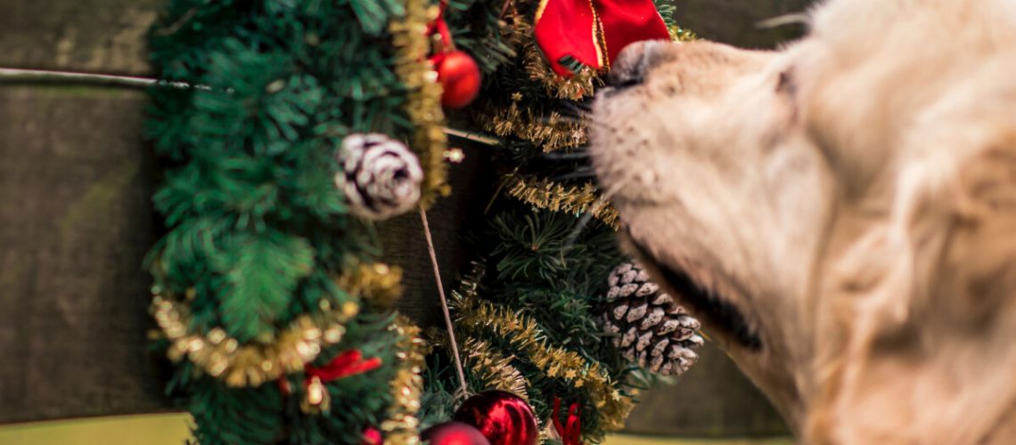 holidays without your pet